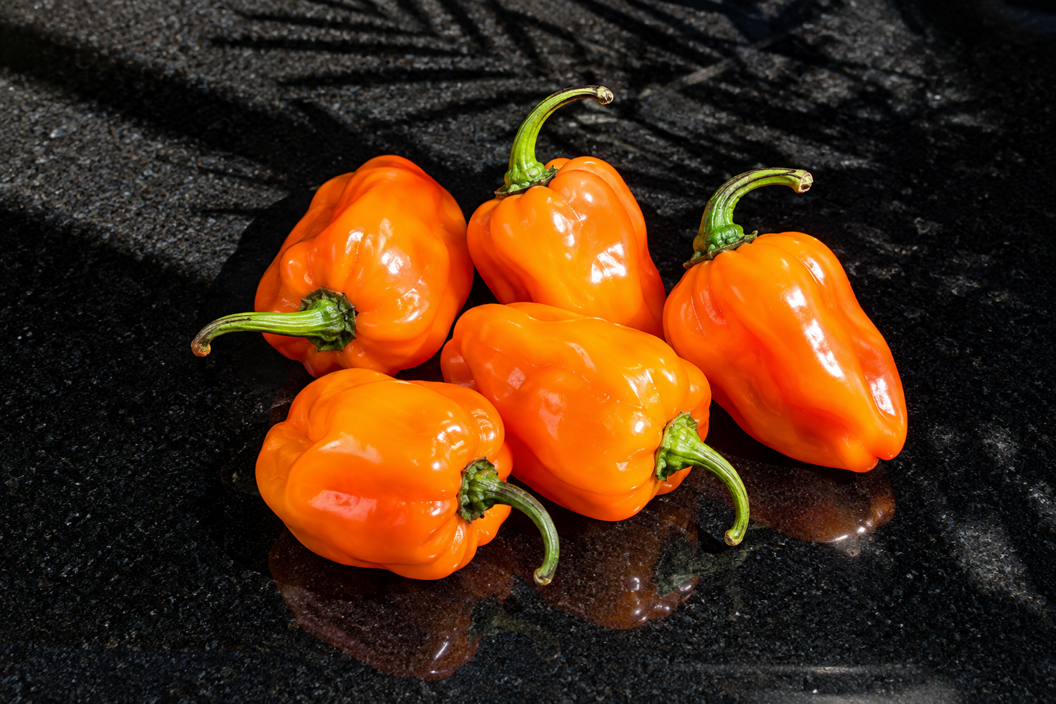 Habanero растение с плодове